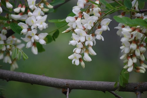 flower  nature  tree