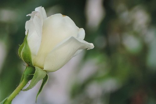 flower  nature  leaf