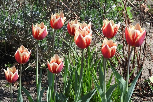 flower  plant  tulip