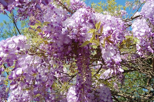 flower  wisteria  nature