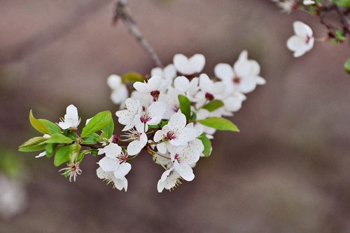 flower  nature  plant