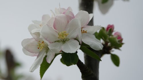 flower  nature  plant