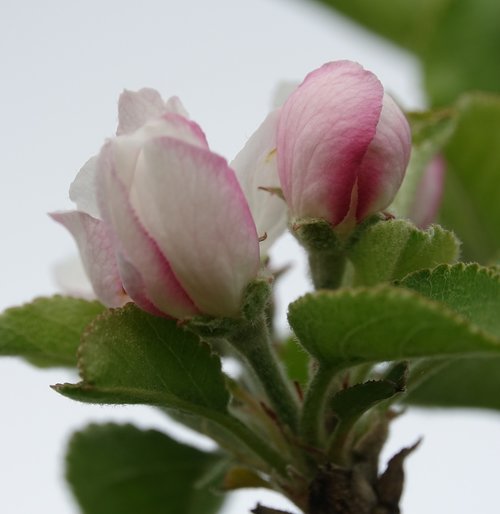 flower  nature  plant