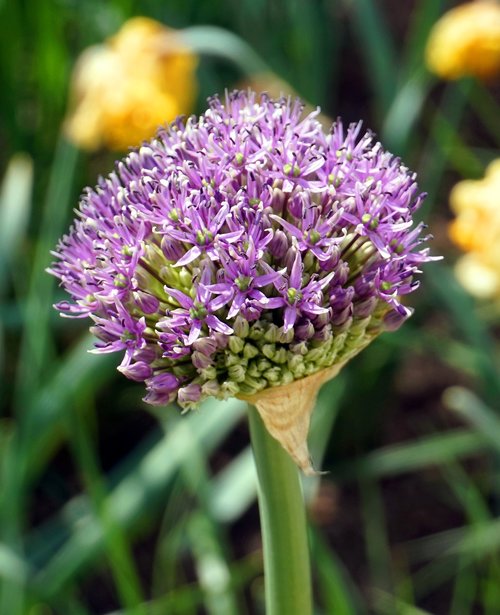 flower  plant  nature