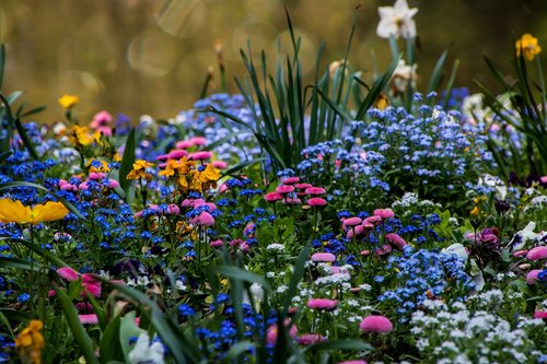 flower  plant  nature