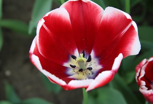 flower  nature  plant