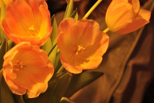 flower  nature  tulip