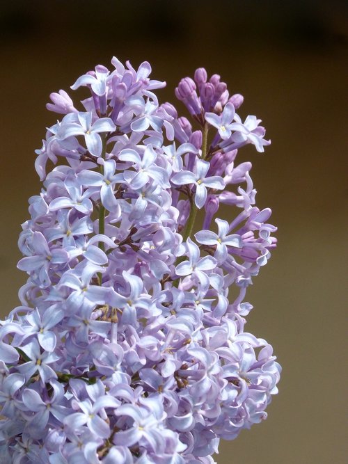 flower  plant  nature