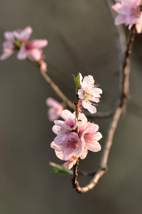 flower  plant  tree