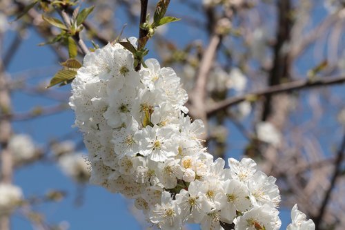 flower  tree  nature