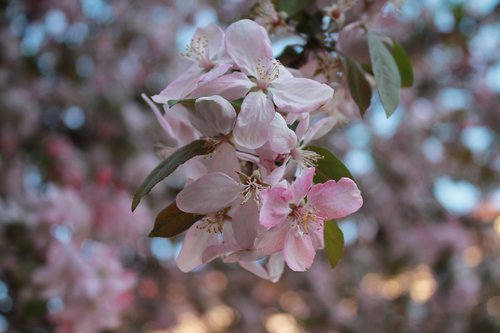 flower  apple tree  tree