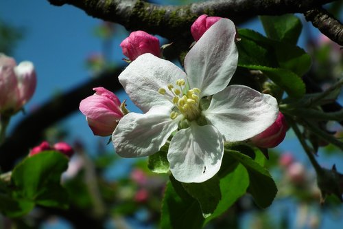 flower  apple  nature