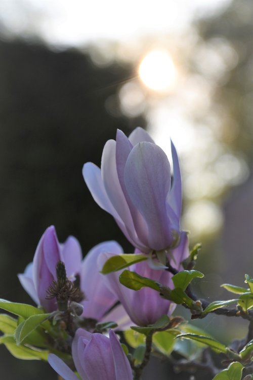 flower  nature  plant