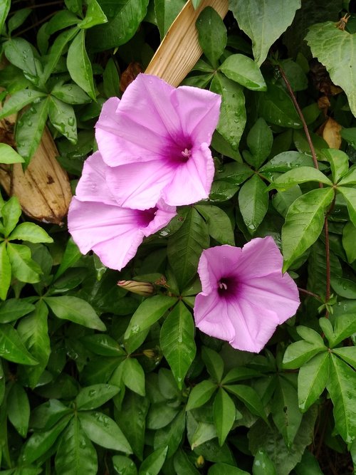 flower  plant  garden