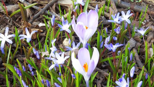 flower  nature  plant