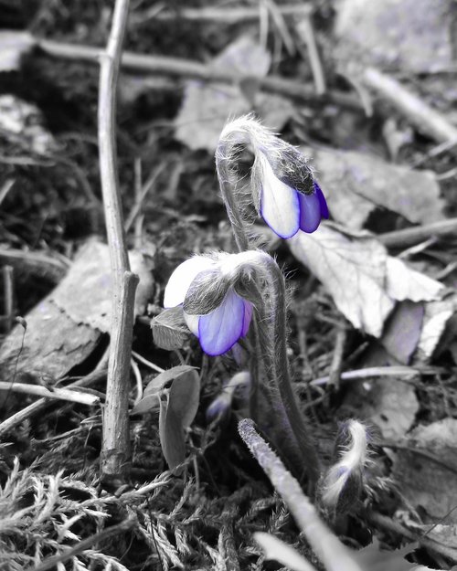 flower  nature  plant