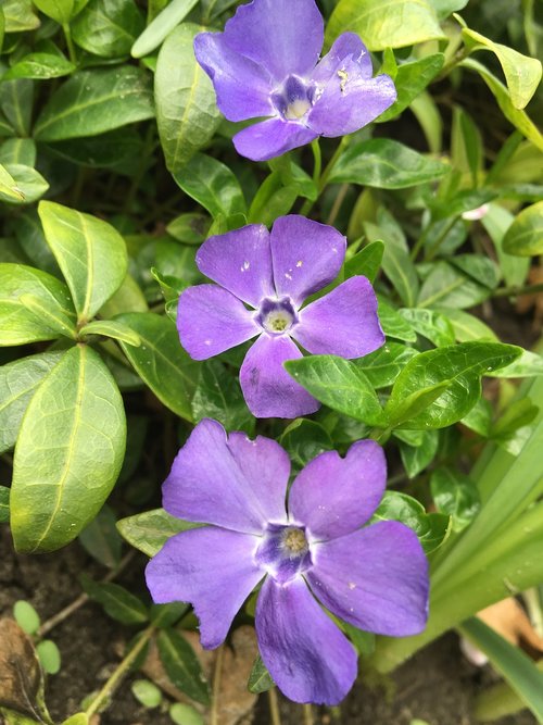 flower  garden  flora