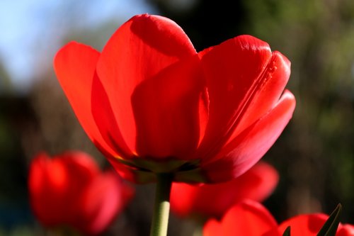 flower  nature  plant