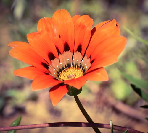 flower  flora  nature