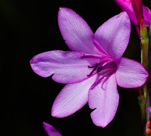 flower  flora  petal