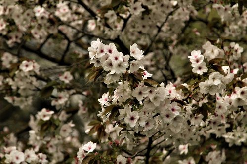 flower  flora  tree