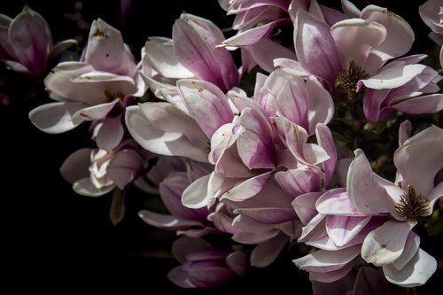 flower  plant  nature