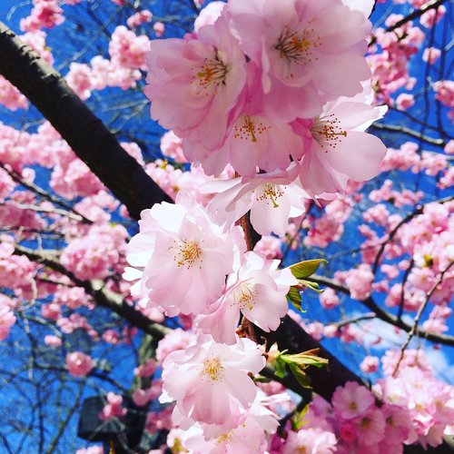 flower  cherry wood  tree