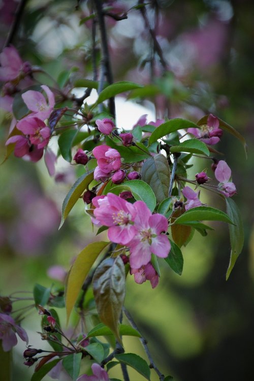 flower  nature  plant