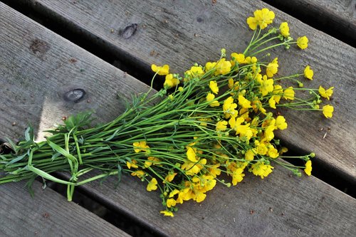 flower  plant  your marigolds