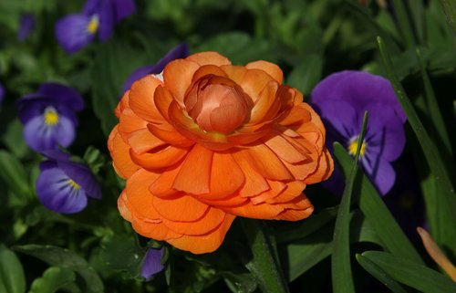 flower  plant  garden