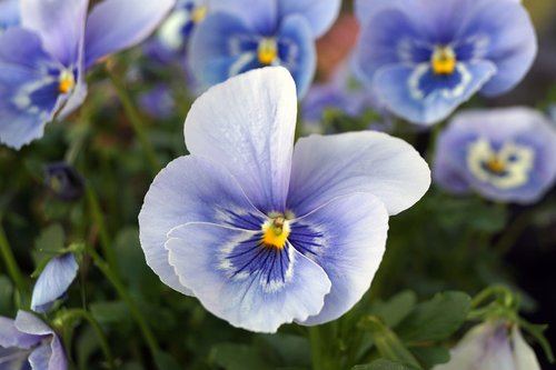 flower  plant  nature