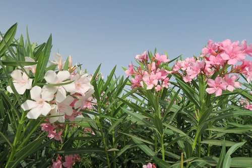 flower  nature  plant