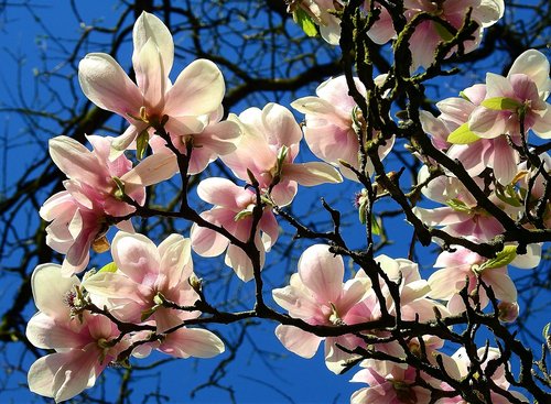 flower  branch  tree