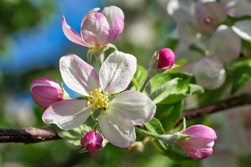 flower  nature  plant