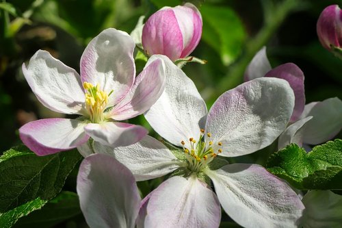 flower  nature  plant