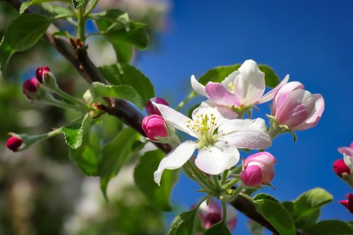 flower  nature  plant