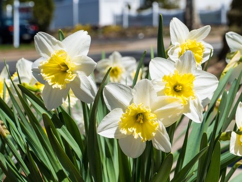 flower  daffodil  white daffodil