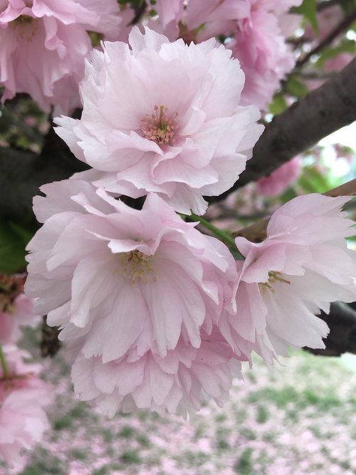 flower  plant  garden