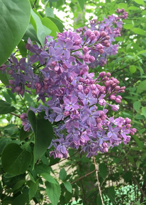 flower  plant  garden