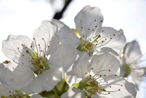 flower  plant  nature