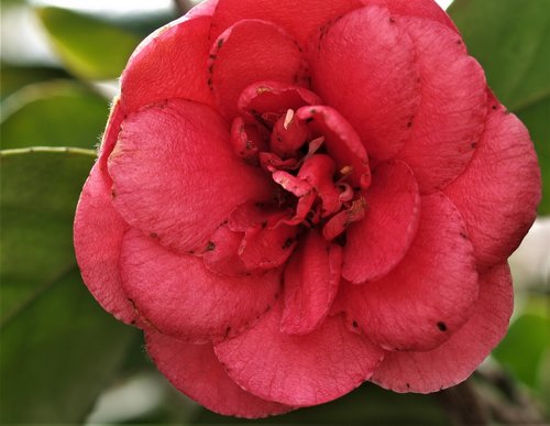 flower  flora  rose