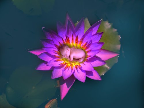 flower  flora  lotus