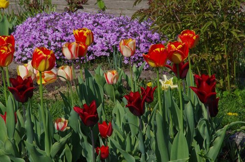 flower  garden  plant