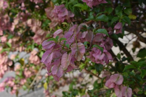 flower  plant  sheet