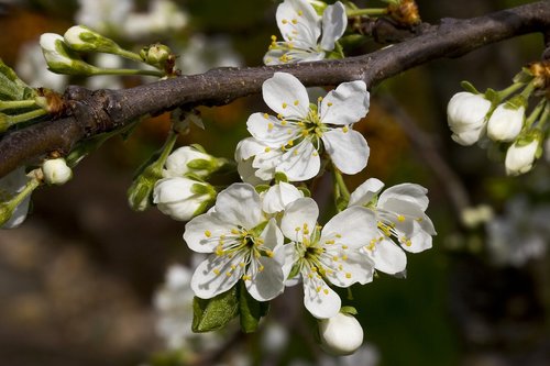 flower  branch  three