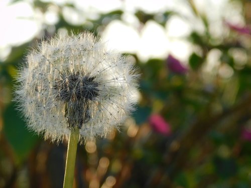 flower  plant  nature