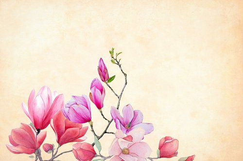 flower  magnolia  watercolor