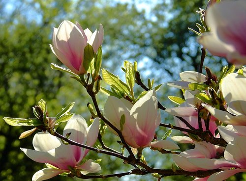 flower  magnolia  nature