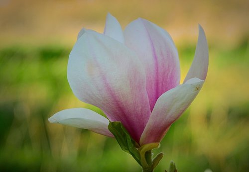 flower  nature  plant