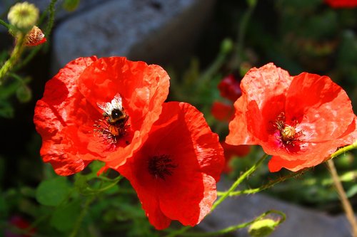 flower  nature  plant